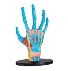 Набір для експериментів EDU-Toys Модель руки збірна, 16,5 см (SK058)
