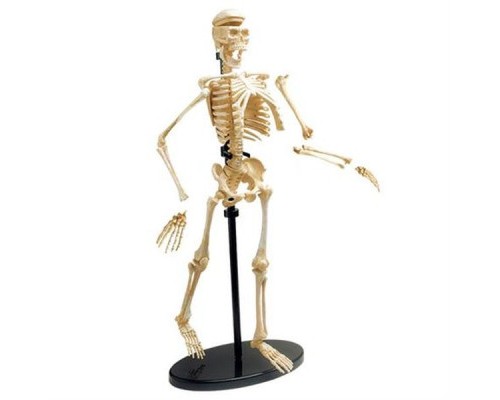 Набір для експериментів EDU-Toys Модель кістяка людини збірна, 24 см (SK057)