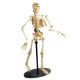 Набір для експериментів EDU-Toys Модель кістяка людини збірна, 24 см (SK057)