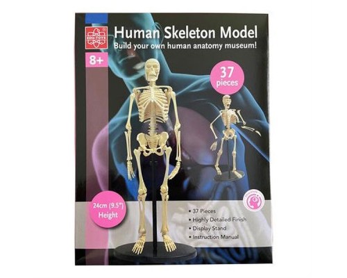 Набір для експериментів EDU-Toys Модель кістяка людини збірна, 24 см (SK057)