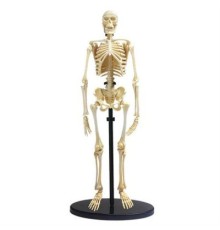Набір для експериментів EDU-Toys Модель кістяка людини збірна, 24 см (SK057)
