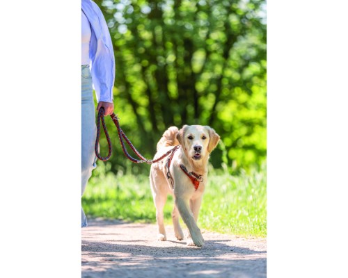 Нашийник для тварин Trixie Cavo напівзашморг M 39–45 см d 12 мм рижо-графітовий (4053032678262)