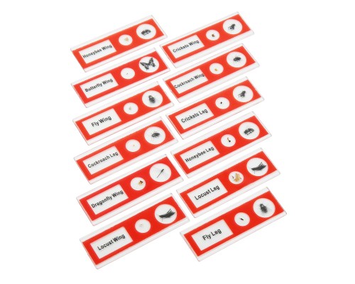 Набір мікропрепаратів Sigeta Entrance Будова комах (12 шт) (65122)