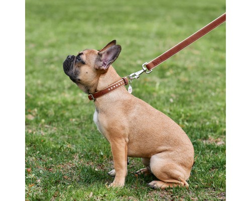 Нашийник для тварин WAUDOG Soft з QR паспортом металічні прикраси XS коричневий (7195)