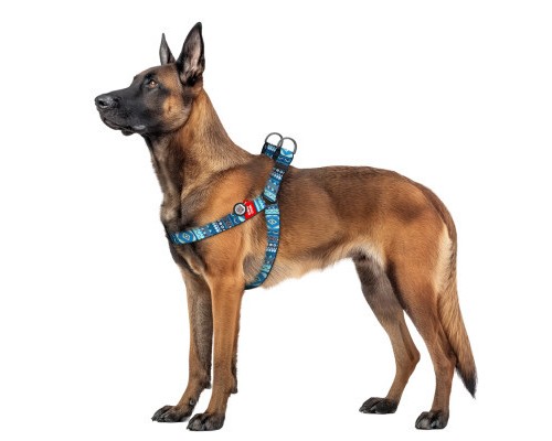 Шлея для собак WAUDOG Nylon з QR паспортом 