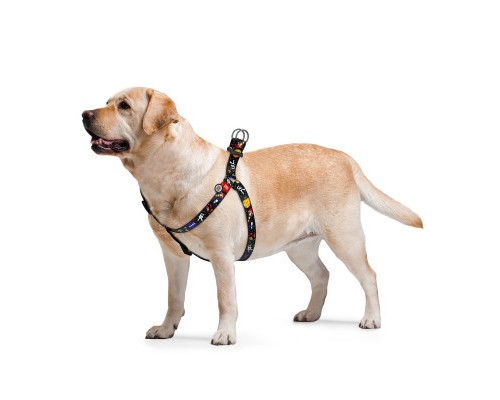 Шлея для собак WAUDOG Nylon з QR паспортом анатомічна 