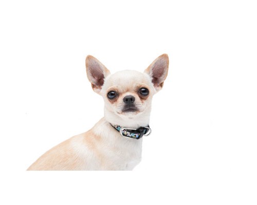 Нашийник для тварин WAUDOG Design з QR паспортом 