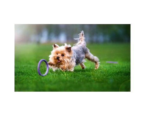 Іграшка для собак Puller Micro 13 см 2шт (6489)