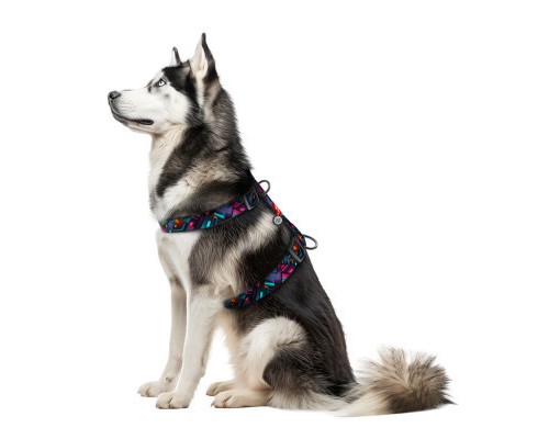 Шлея для собак WAUDOG Nylon з QR-паспортом анатомічна H-подібна 