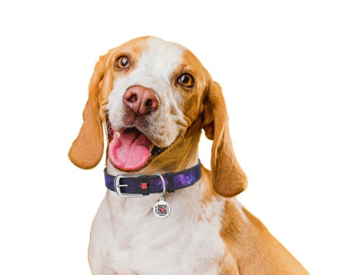 Нашийник для тварин WAUDOG Design з QR-паспортом 