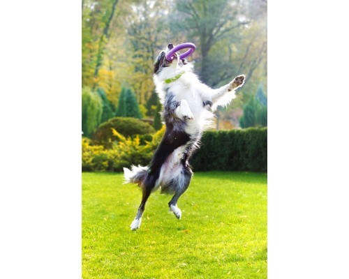 Іграшка для собак Puller Midi 20 см 2шт (6488)