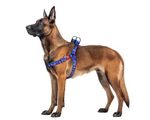 Шлея для собак WAUDOG Nylon з QR паспортом 