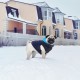 Курточка для тварин Airy Vest двостороння L 55 чорно-блакитна (1635)