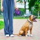 Повідок для собак WAUDOG R-leash з контейнером для пакетів S до 12 кг 3 м фіолетовий (26279)