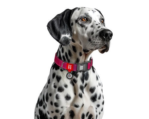 Нашийник для тварин WAUDOG Nylon Mono з QR паспортом, пластиковий фастекс S рожевий (52097)