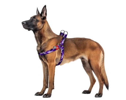 Шлея для собак WAUDOG Nylon з QR паспортом 