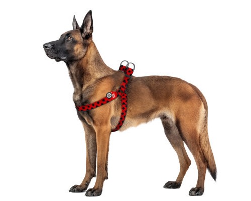 Шлея для собак WAUDOG Nylon з QR паспортом 