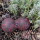 Масажний м'яч PowerPlay PP-4352 Epp foam peanut ball (d8х16cm) Чорно/Червоний (PP_4352_Red_8*16)