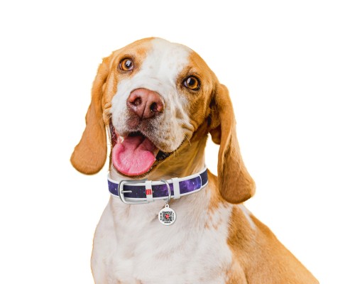 Нашийник для тварин WAUDOG Design з QR-паспортом 