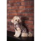 Жилет для тварин Pet Fashion Hardy XL (4823082437450)
