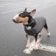 Жилет для тварин Pet Fashion