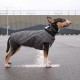 Жилет для тварин Pet Fashion