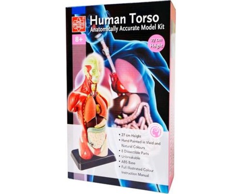 Набір для експериментів EDU-Toys Анатомічна модель людини збірна 27 см (MK027)