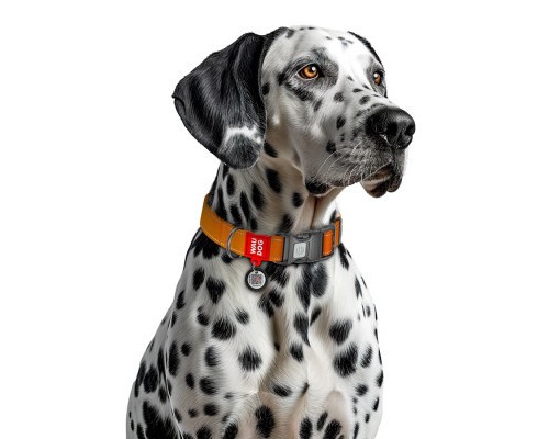 Нашийник для тварин WAUDOG Nylon Mono з QR паспортом, пластиковий фастекс XL помаранчевий (52164)