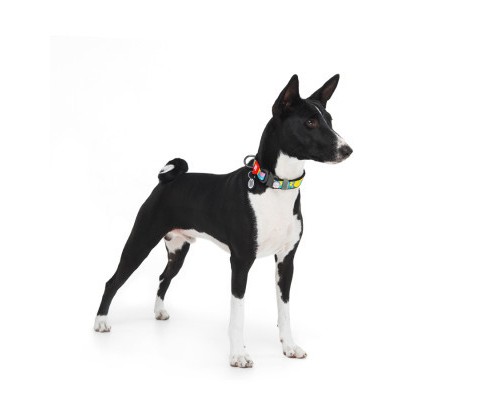 Нашийник для тварин WAUDOG Nylon з QR паспортом 