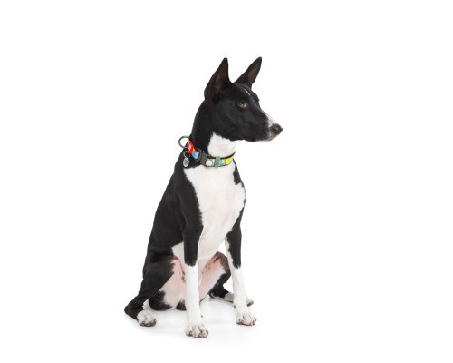 Нашийник для тварин WAUDOG Nylon з QR паспортом 