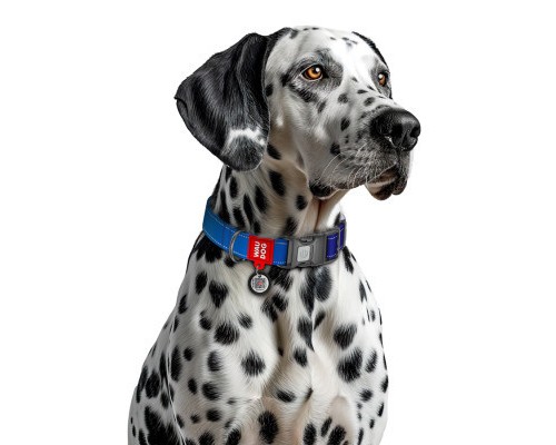 Нашийник для тварин WAUDOG Nylon Mono з QR паспортом, пластиковий фастекс XL синій (521612)