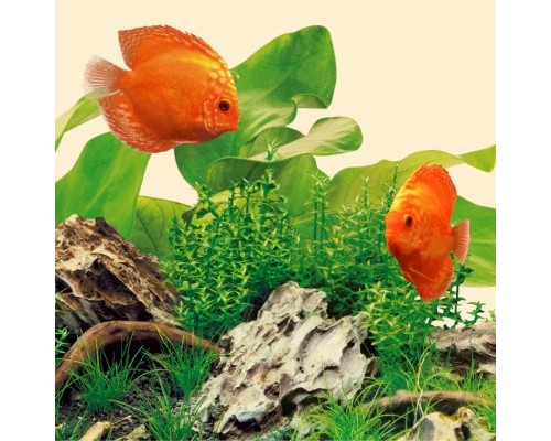 Світильник для акваріума Juwel Nature LED 590 мм (4022573868258)