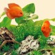 Світильник для акваріума Juwel Nature LED 590 мм (4022573868258)