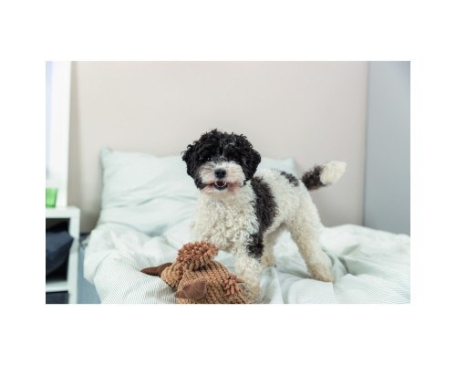 Іграшка для собак Trixie Гриф Густав Тканина і плюш 28 см (4011905359311)