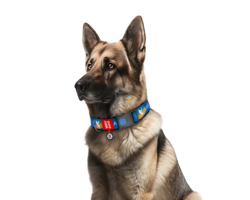 Нашийник для тварин WAUDOG Nylon з QR-паспортом 