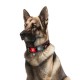 Нашийник для тварин WAUDOG Nylon з QR паспортом 