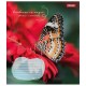 Зошит 1 вересня А5 1В Butterfly 36 аркушів клітинка (767323)