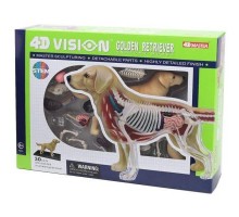 Пазл 4D Master Об'ємна анатомічна модель Собака золотистий ретривер (FM-622007)