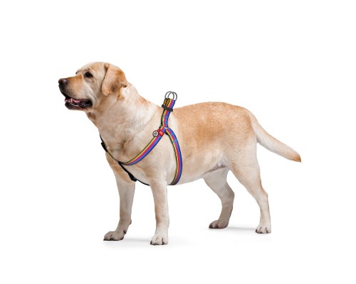 Шлея для собак WAUDOG Nylon з QR паспортом анатомічна 