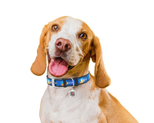 Нашийник для тварин WAUDOG Design з QR паспортом 