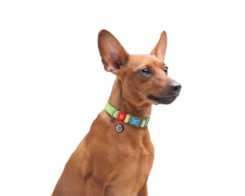 Нашийник для тварин WAUDOG Re-cotton з QR паспортом світловідбивний Ш 25 мм Д 33-49 см салатовий (02925)