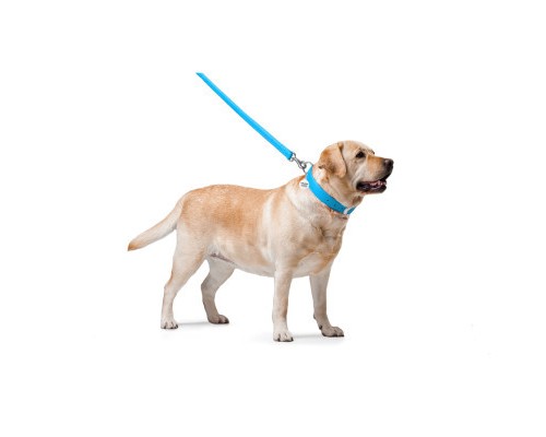 Повідок для собак WAUDOG Glamour шкіряний M-XXL блакитний (33762)