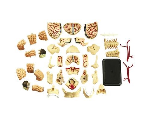 Набір для експериментів EDU-Toys Набір для досліджень Модель черепа с нервами сборная, 9 см (SK010)