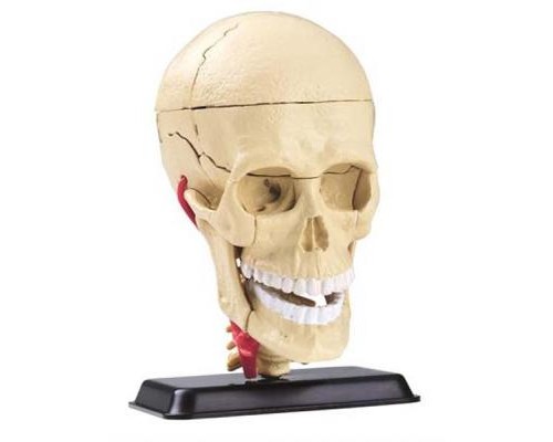 Набір для експериментів EDU-Toys Набір для досліджень Модель черепа с нервами сборная, 9 см (SK010)