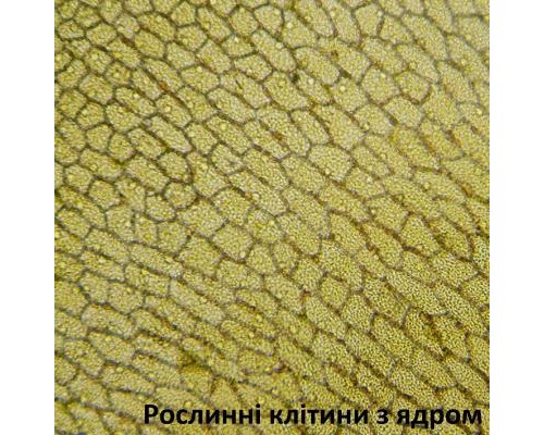 Мікроскоп Bresser Biolux LCD Touch 50x-2000x (5201020) (928558)