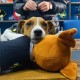 М'яка іграшка WP Merchandise пес Патрон (FWPATRONPL22WTBN1)
