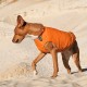 Жилет для тварин Pet Fashion