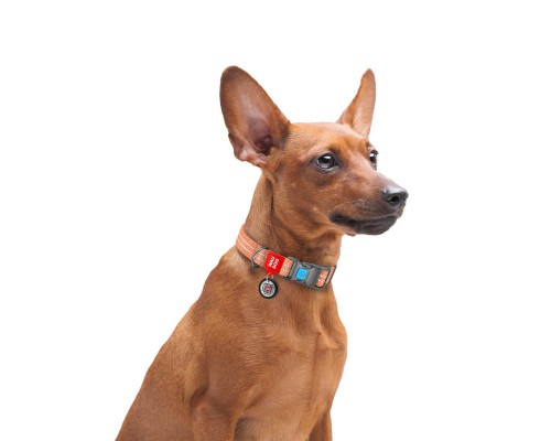 Нашийник для тварин WAUDOG Re-cotton з QR паспортом світловідбивний Ш 25 мм Д 37-58 см помаранчевий (02944)