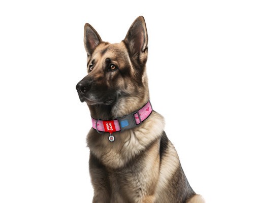 Нашийник для тварин WAUDOG Nylon з QR паспортом 