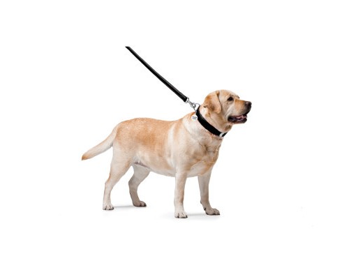 Повідок для собак WAUDOG Glamour шкіряний M-XXL чорний (33761)